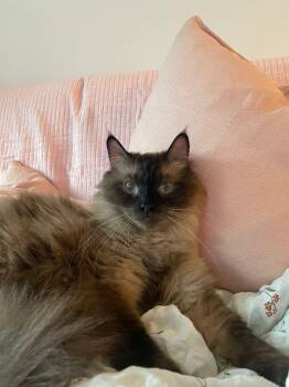 Durian -  Domestic Long Hair Cat for Adoption in Burnaby, British Columbia - Durian | PetCurious