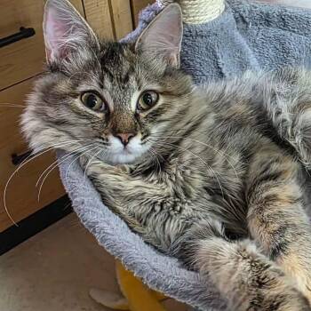 Moana -  Domestic Medium Hair and Tabby Cat for Adoption in Antioch, California - Moana | PetCurious