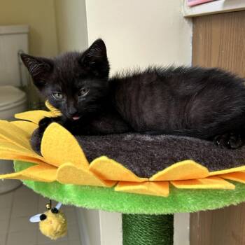 Olive -  Domestic Short Hair Cat for Adoption in Fairfax, Virginia - Olive | PetCurious