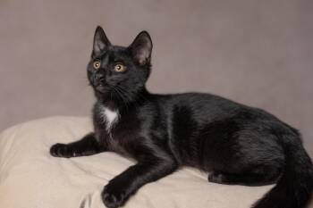 Lucky -  Domestic Short Hair Cat for Adoption in Muncie, Indiana - Lucky | PetCurious