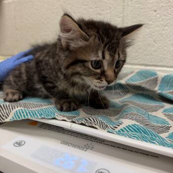 Greenland -  Domestic Long Hair Cat for Adoption in Murray, Utah - Greenland | PetCurious