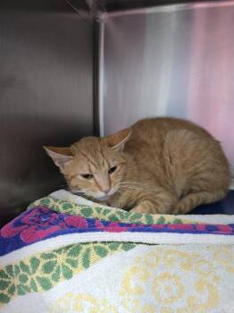 Von Maur -  Domestic Short Hair Cat Available for Adoption in Evansville, Indiana - Von Maur | PetCurious