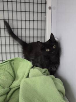 Heavy -  Domestic Long Hair Cat for Adoption in Salmon, Idaho - Heavy | PetCurious