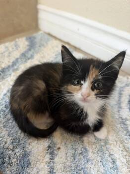 Phoenix -  Calico and Domestic Short Hair Cat for Adoption in San Jose, California - Phoenix | PetCurious