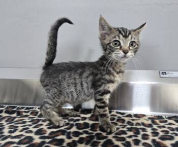 Rescue Domestic Short Hair Cats for Adoption in Dickson, Tennessee - Spritz | PetCurious