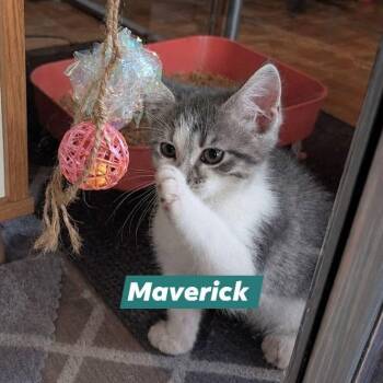 Domestic Short Hair Cats Available for Adoption in Gun Barrel City, Texas - Maverick | PetCurious
