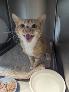 Domestic Short Hair Cats Available for Adoption - PARKER | PetCurious