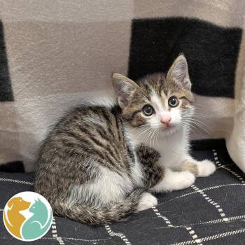 Parton -  Domestic Short Hair Cat for Adoption in Toledo, Ohio - Parton | PetCurious