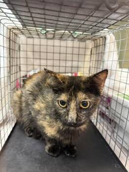 MYSTIC -  Domestic Short Hair Cat for Adoption in Jacksonville, Florida - MYSTIC | PetCurious