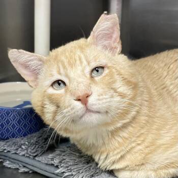 Domestic Short Hair Cats Available for Adoption in Palm Springs, California - Tank | PetCurious