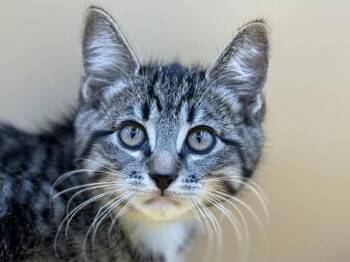 Froggy -  Domestic Short Hair Cat for Adoption in Portland, Oregon - Froggy | PetCurious