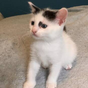 Rescue Domestic Short Hair Cats for Adoption in Austin, Texas - Winnie 2 | PetCurious