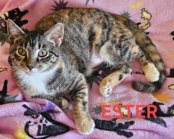Rescue Domestic Short Hair Cats for Adoption in Charlotte, North Carolina - Ester (bonded With Kya) | PetCurious