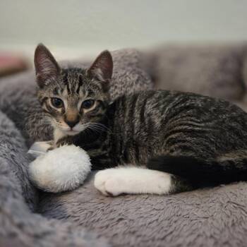Jackson -  Domestic Short Hair Cat for Adoption in Buffalo, New York - Jackson | PetCurious