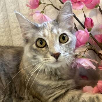 Feisty Limited Edition 55704 -  Domestic Short Hair Cat for Adoption in Eaton Rapids, Michigan - Feisty Limited Edition 55704 | PetCurious