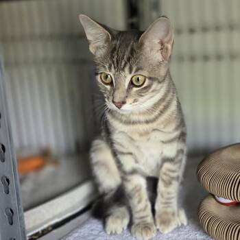 Churro -  Tabby Cat for Adoption in Wyandotte, Michigan - Churro | PetCurious