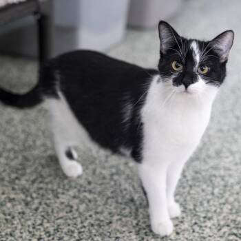 Domestic Short Hair Cats Available for Adoption - Simone | PetCurious