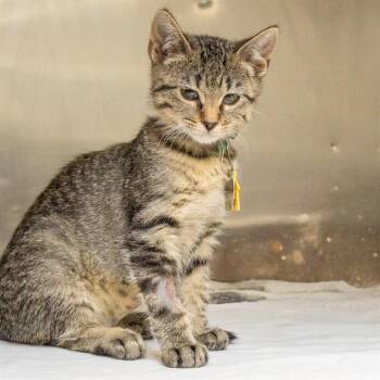 VIOLET -  Domestic Short Hair Cat for Adoption in St. Louis, Missouri - VIOLET | PetCurious