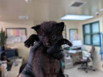 Rescue Domestic Short Hair Cats for Adoption in Pasadena, California - PIPER | PetCurious