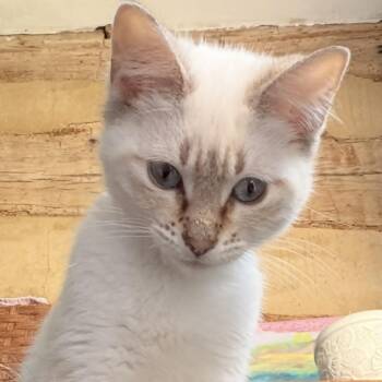 Domestic Short Hair Cats Available for Adoption in Union, Missouri - Claudia LR5 | PetCurious