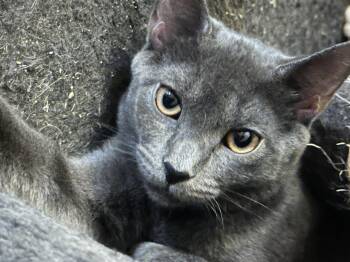 Sage -  Domestic Short Hair Cat for Adoption in Syracuse, New York - Sage | PetCurious