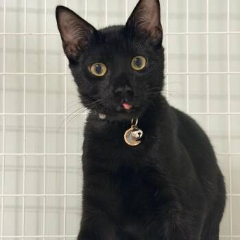 Smaug -  Domestic Short Hair Cat for Adoption in Suffolk, Virginia - Smaug | PetCurious