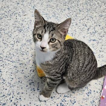 Rescue Domestic Short Hair Cats for Adoption in Richboro, Pennsylvania - Sweet Potato | PetCurious