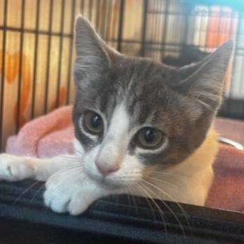 Emma -  Domestic Short Hair Cat for Adoption in Bentonville, Arkansas - Emma | PetCurious