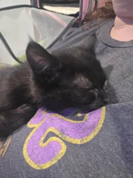 Snorkel -  Domestic Short Hair Cat for Adoption in Hudson, New Hampshire - Snorkel | PetCurious