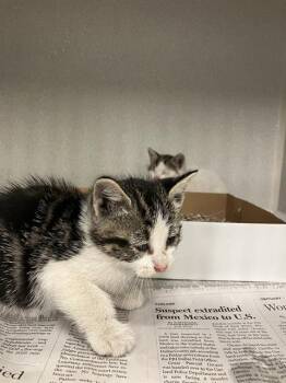 Rescue Domestic Medium Hair Cats for Adoption in Dallas, Texas - DOLLOP | PetCurious