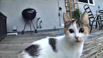 Olive -  Calico Cat for Adoption in Winnipeg, Manitoba - Olive | PetCurious