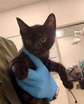 NEZUKO -  Domestic Short Hair Cat for Adoption in Baytown, Texas - NEZUKO | PetCurious