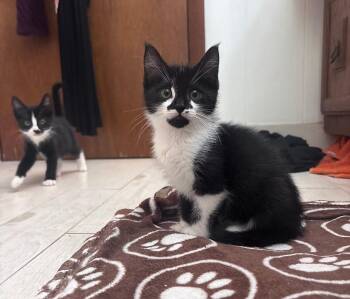 Zorrillo -  Domestic Short Hair Cat for Adoption in Morristown, New Jersey - Zorrillo | PetCurious
