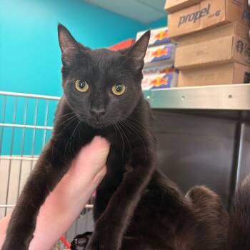 Domestic Short Hair Cats Available for Adoption in Davenport, Iowa - Gucci Flip Flops | PetCurious