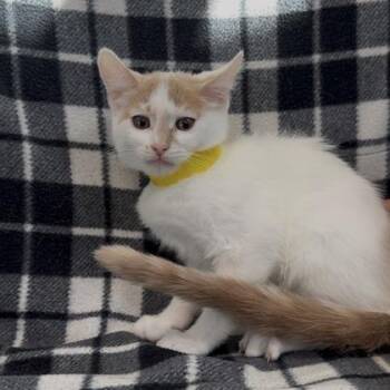 Nintendo (SGN) -  Domestic Short Hair Cat Available for Adoption in Janesville, Wisconsin - Nintendo (SGN) | PetCurious