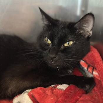 Domestic Short Hair Cats Available for Adoption in Matteson, Illinois - Midnight | PetCurious
