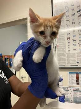A766291 -  Domestic Short Hair Cat for Adoption in Long Beach, California - A766291 | PetCurious