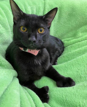 Rescue Domestic Short Hair Cats for Adoption in Youngtown, Arizona - Granny | PetCurious