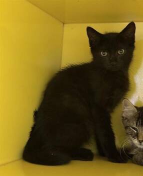 Ten -  Domestic Long Hair Cat for Adoption in El Paso, Texas - Ten | PetCurious