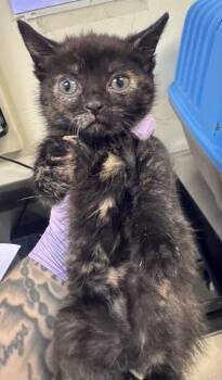 Domestic Short Hair Cats Available for Adoption - Gold | PetCurious