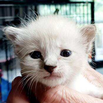 Garth -  Siamese Cat for Adoption in Bulverde, Texas - Garth | PetCurious