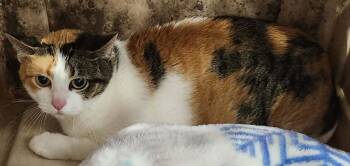 Domestic Short Hair Cats Available for Adoption in Republic, Missouri - Iris | PetCurious