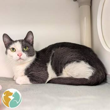 Luna -  Domestic Short Hair Cat for Adoption in Toledo, Ohio - Luna | PetCurious