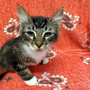 Summer -  Domestic Medium Hair Cat for Adoption in Long Beach, California - Summer | PetCurious