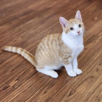 Rescue Domestic Short Hair and Tabby Cats for Adoption in Wild Rose, Wisconsin - Clark | PetCurious