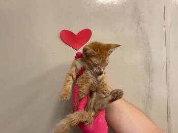 IMAN -  Domestic Short Hair Cat for Adoption in Ontario, California - IMAN | PetCurious
