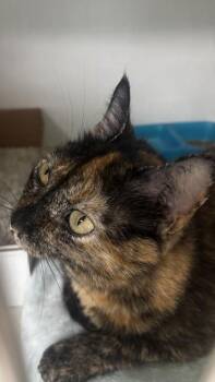 Starlight -  Domestic Short Hair Cat for Adoption in Georgetown, South Carolina - Starlight | PetCurious