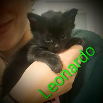 Leonardo -  Domestic Short Hair Cat for Adoption in Calgary, Alberta - Leonardo | PetCurious