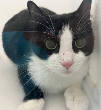 Domestic Short Hair Cats Available for Adoption - Cricket | PetCurious