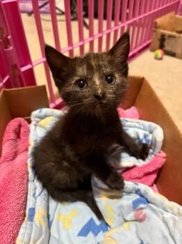 Dominica -  Domestic Short Hair Cat for Adoption in Raleigh, North Carolina - Dominica | PetCurious